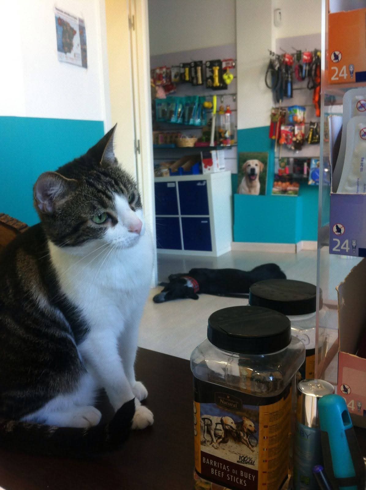 Mai, una de las gatas de la clínica Bau-Bau