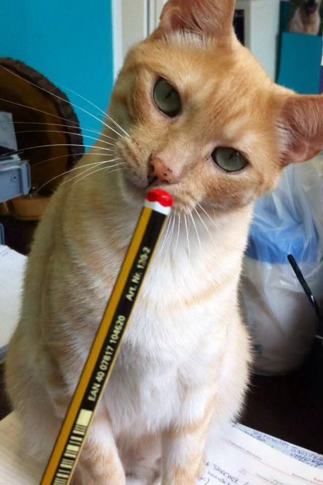 Rubio, uno de los gatos de la clínica Bau-Bau