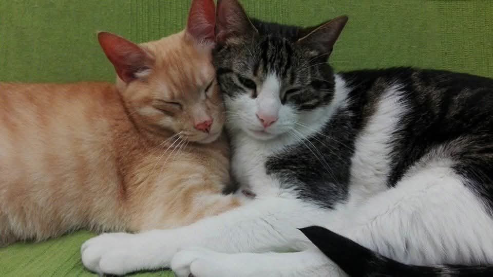 Rubio y Mai durmiendo juntos en la clínica Bau-Bau